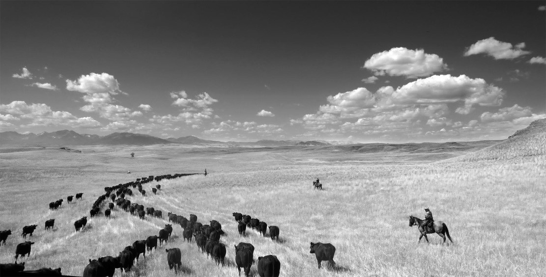 Image of a cattle drive by Barbara Van Cleve