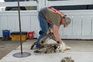 Crazy Mountain Fiber Fest