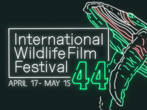 Rising from the Depths is the theme of this year's International Wildlife Film Festival. 