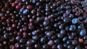 Huckleberries – the favorite wild berry of Montana bears and people alike – take center stage at the Swan Lake Huckleberry Festival. 