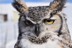 Photo of owl head