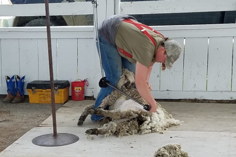 Shearer strips a cooperative sheep of its coat during a shearing demonstration. 