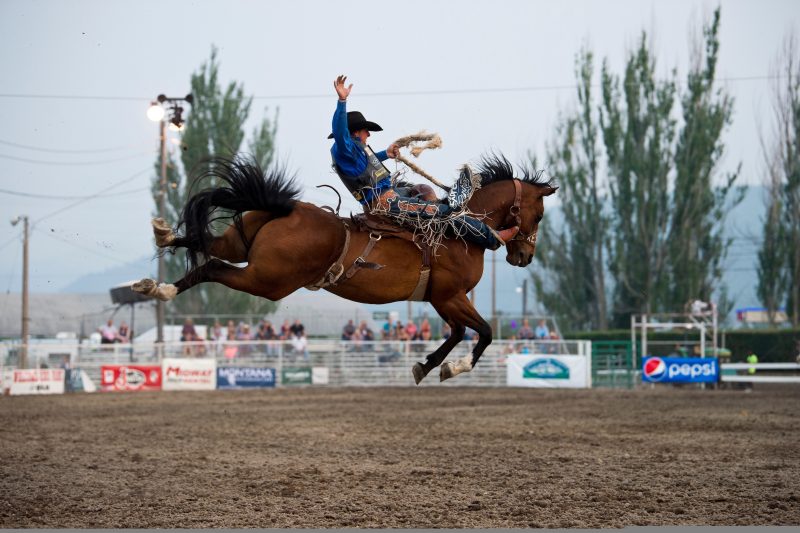 Rusty Wright straddles Believe Me of Kesler Pro Rodeo during the Northwest Montana Fair's PRCA rodeo.