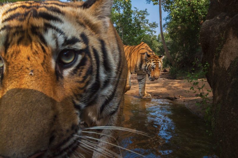 Steve Winter leads a National Geographic Live odyssey: On the Trail of the Big Cats.