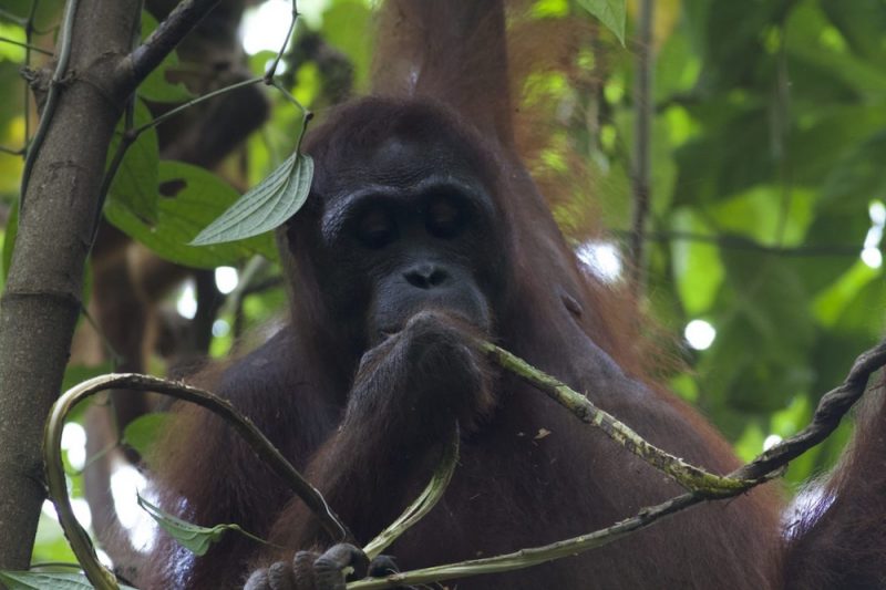 Borneo - Earth's Ancient Eden describes a bizarre realm of giant apes, tiny bears, plants that kill, and jellyfish that farm. 