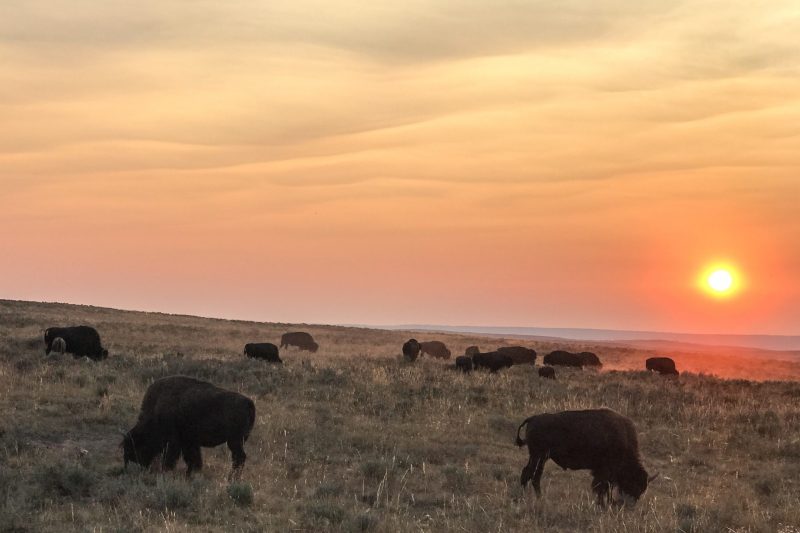 Rematriate by Patti Baldes pays homage to buffalo Aug. 24-25 at sunset near Roosevelt Arch in Gardiner. 